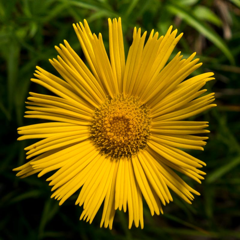 Buphthalmum salicifolium subsp. flexile / Asteroide flessibile